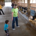 Nicholas meets the cows